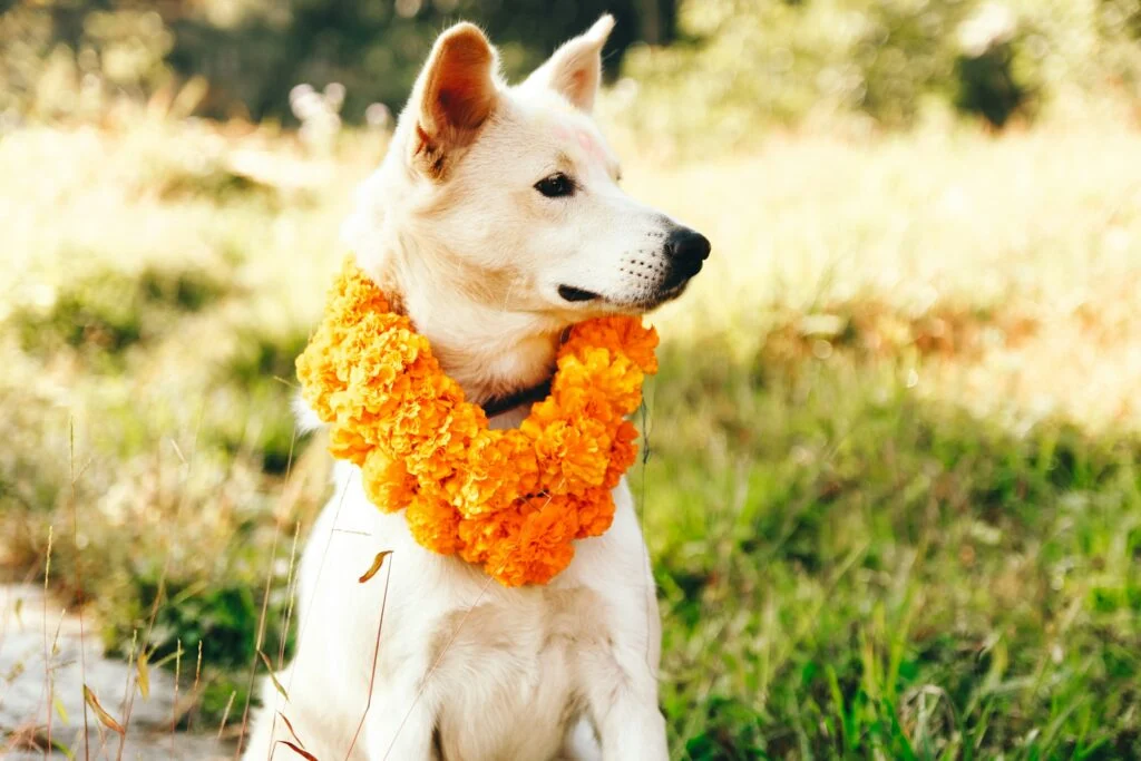 Pets and Culture